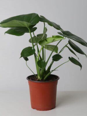 Monstera Deliciosa
